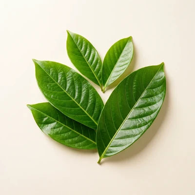 Banaba Leaf